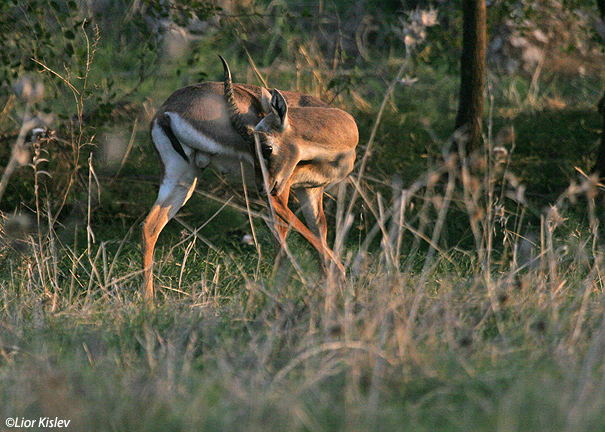 צבי ארץ ישראלי Mountain Gazelle Gazella  gazella                            רמות,רמת הגולן דצמבר2006
